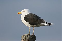 Great Black-backed Gull